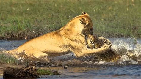 Lion vs Crocodile Real fight , Lion Attack Crocodile - Lion Videos EN ...