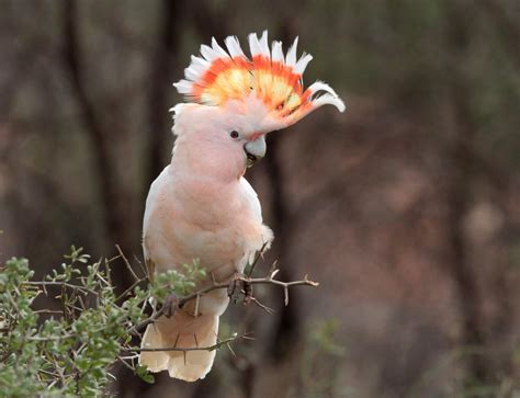 Australian Parrots: Guide To All 57 Species Of Parrots In, 47% OFF