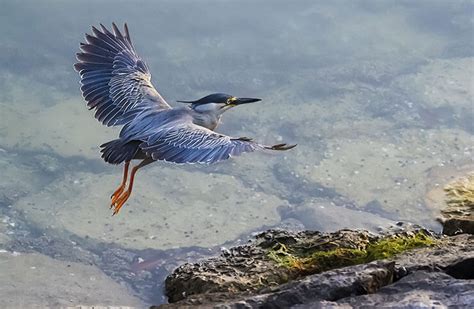 The Striated Heron (Butorides striata) - A Stealthy Fish Hunter