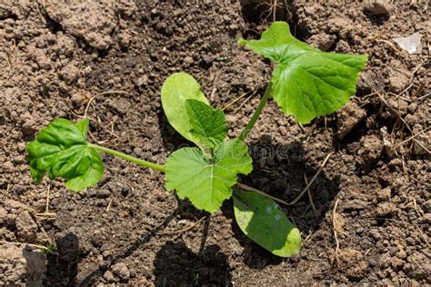 Zucchini Seedling Stock Images - Download 409 Royalty Free Photos