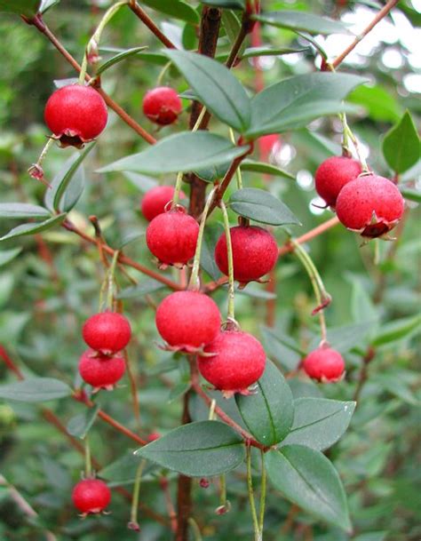 Chilean Guava - Ugni molinae (Myrtus ugni)