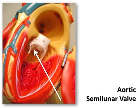 Aortic semilunar valve - The Anatomy of the Heart Visual A… | Flickr