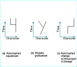 Evolution - A-Z - Phyletic gradualism