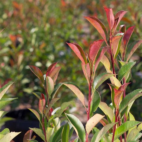 Red Tip Photinia Shrub — Green Acres Nursery & Supply