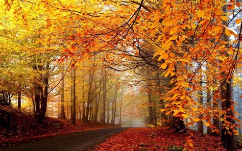 Wallpapers For > Fall Trees Background | Autumn scenery, Autumn landscape, Autumn trees