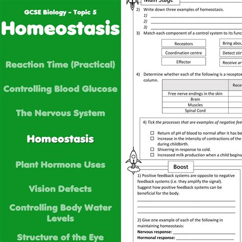 Homeostasis Home Learning Worksheet GCSE | Teaching Resources