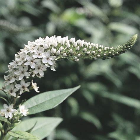 LYSIMACHIA CLETHROÏDES - Houtmeyers Plantencentrum en Boomkwekerij Laakdal