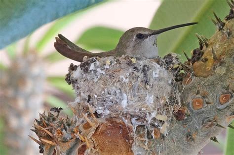 Hummingbird Parenting | Ask A Biologist