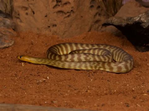 Woma Python - Facts, Diet, Habitat & Pictures on Animalia.bio