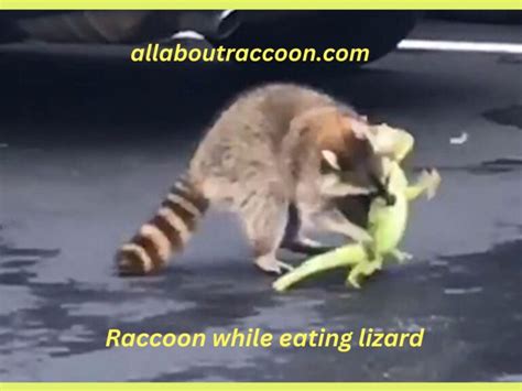 Do Raccoons eat Lizards?-Amazing Diet plan