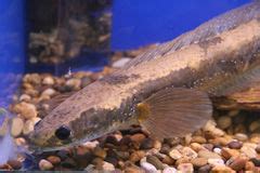 Great Snakehead (Channa marulius) - The Free Freshwater and Saltwater ...