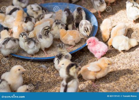 Baby chick farm for sell stock image. Image of innocence - 83119141