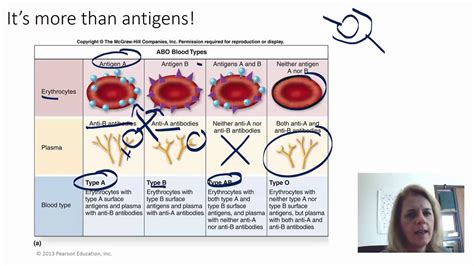 Blood typing and Genetics part 2 - YouTube