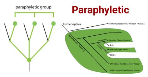 Paraphyletic- Definition, Group, Classification, Examples