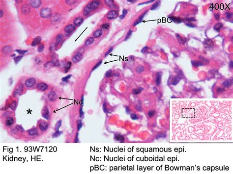 Simple Squamous Epithelium Slide Kidney