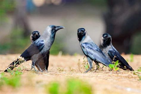 Understanding The Crow Family - GardenBird