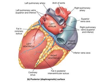 Coronary sulcus – Definition, Location, Function and Pictures - Bodterms