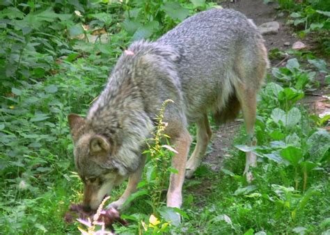 File:Wolf eating.jpg - Wikimedia Commons