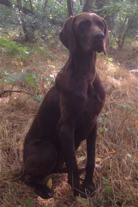 German Shorthaired Pointer (Solid Liver) | German shorthaired pointer, German shorthaired ...