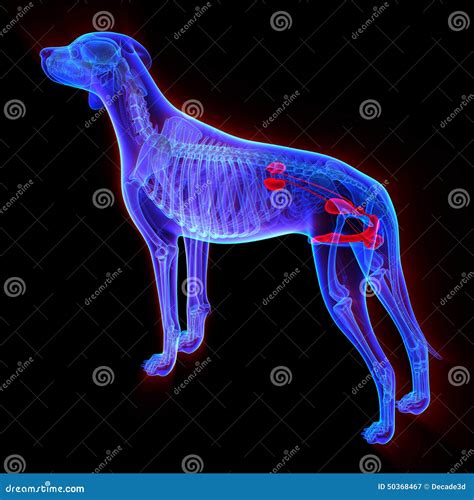 Dog Urogenital System - Canis Lupus Familiaris Anatomy - Isolate Stock Illustration ...