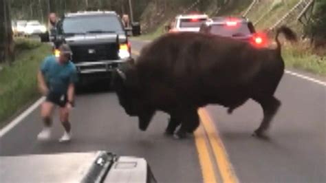 Man Arrested After Yellowstone Bison-Taunting Video Goes Viral