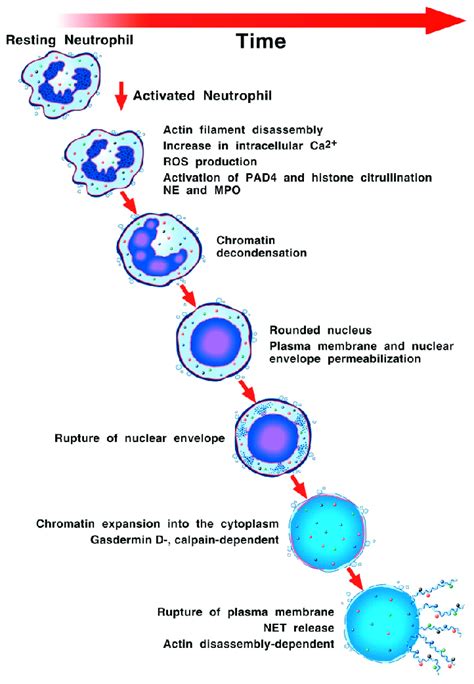 Schematic representation of biochemical and cellular events driving ...