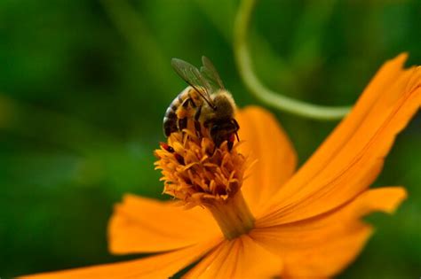 Free Photo | Bee pollinating flower