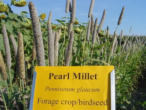 pearl millet - organic dimension india