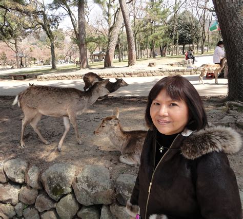 Asisbiz Sika deer are very customed to tourists Nara Japan 01