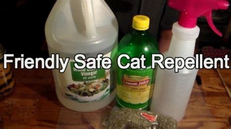 Friendly (But Effective) Cat Repellent