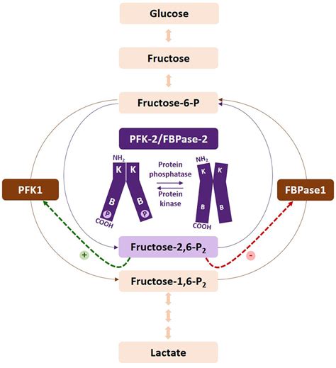 Linear Structure Of Fructose