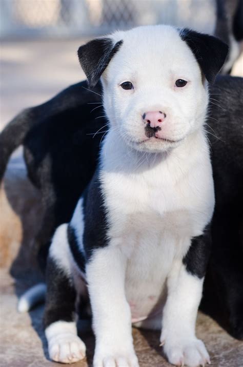 Akita/Pitbull mix. The most beautiful dog I have even seen. | Pitbull mix puppies, Pitbull mix ...