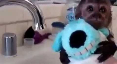 Baby monkey gets a bath - WTVideo.com