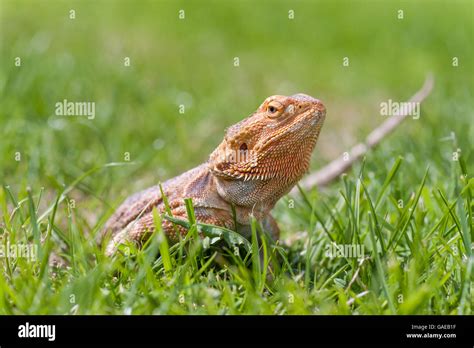 bearded dragon running free in grass Stock Photo - Alamy