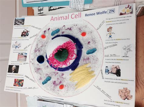 Animal cell poster | Education- Science | Pinterest | School