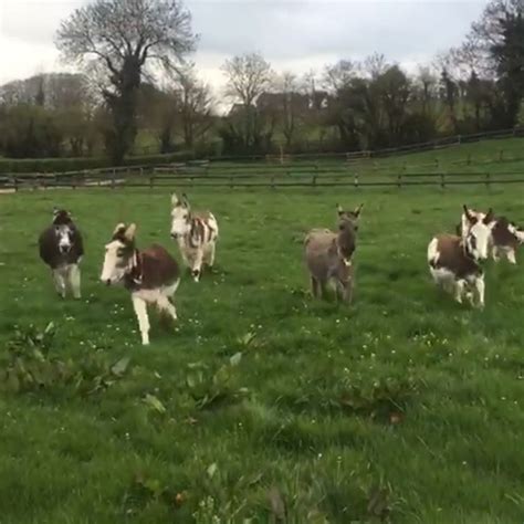 The Donkey Sanctuary on Twitter: "Can Jacksie and friends make you smile this morning? 😊 https ...