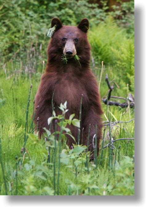 Bears of Yosemite