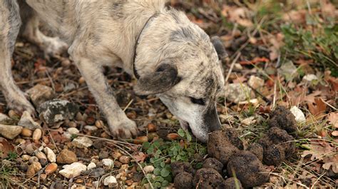 The Real Reason Farmers Switched From Pigs To Dogs To Hunt Truffles