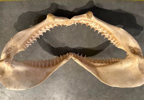 Blacktip Shark Jaw #00428 - Craniates Curiosites: Oddity Sales and ...