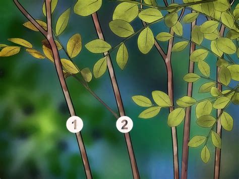 How to Prune Blueberries: 14 Steps (with Pictures) - wikiHow