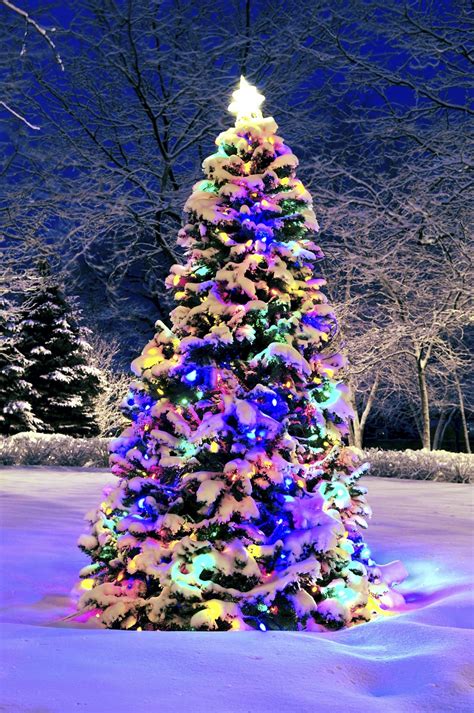 Christmas tree outside | Christmas lights, Christmas tree outside, Christmas tree