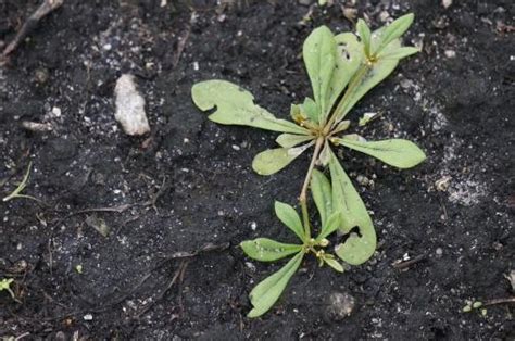 Carpetweed - Everglades Research and Education Center - University of Florida, Institute of Food ...