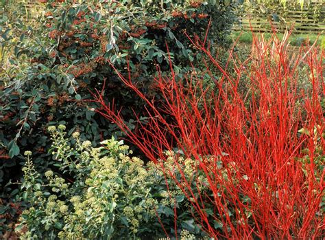 Red Twig Dogwood Shrubs: Care and Growing Tips