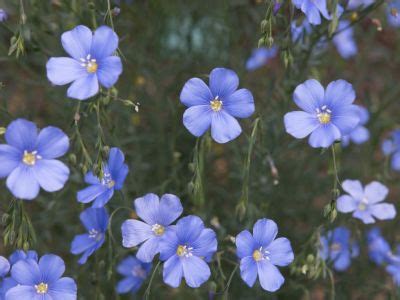 Flax Flower - How To Grow Flax