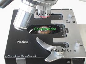 el Blog del Profe de Biolo: Partes del Microscopio óptico y su función