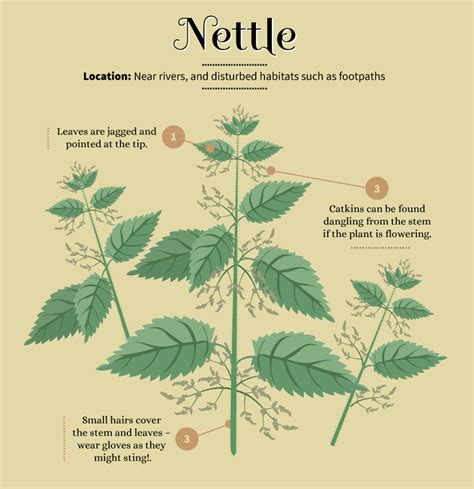 Nettle