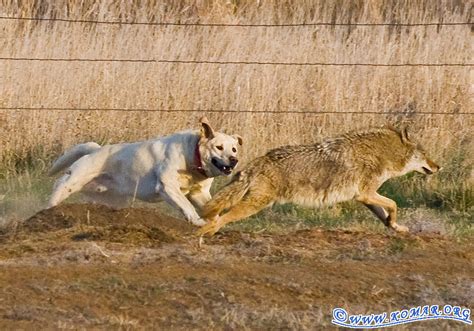 Farm Dog versus Wile E. Coyote