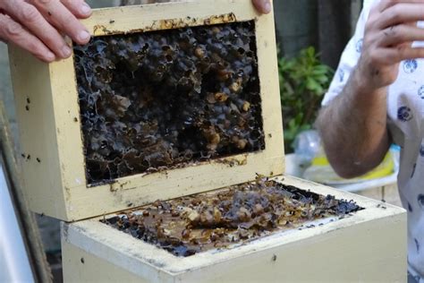 Urban Stingless Beehive: harvesting and splitting - Milkwood: permaculture courses, skills + stories