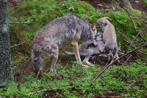 Gray wolf stock image. Image of wildlife, lupus, canid - 75087517