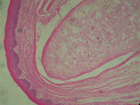 Medical Student Support System: Histology Slides